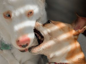 Your Dog Isn't Stubborn The Real Science Behind Confusing Behaviors