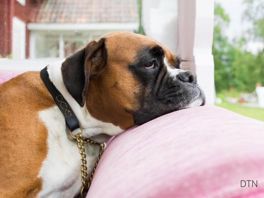 Your Dog's Amazing Prediction Machine