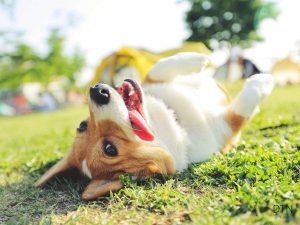 Your Dog's Hidden Energy Crisis Understanding Cellular Health for Better Vitality