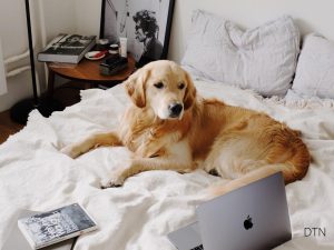 Your Dog's Learning Secrets What Big Data Reveals About Training Success