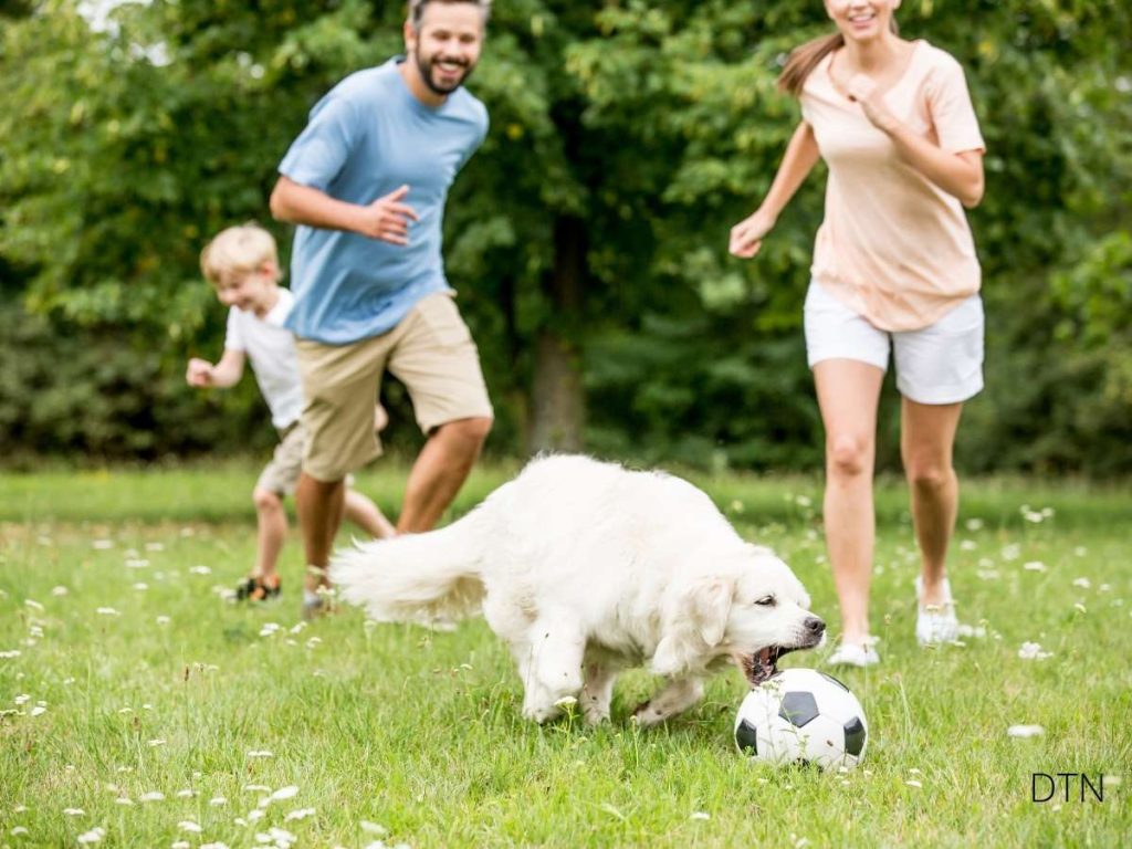 Family Conflict and Canine Behavioral Regression What Every Owner Should Know