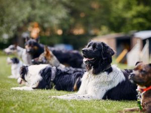 From Obedience to Partnership Why Your Dog Needs Choices to Thrive