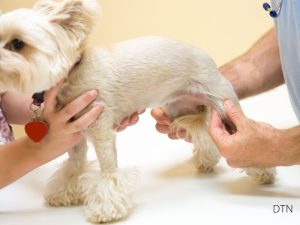 How Food Fights Joint Pain A Science-Based Guide for Dog Owners