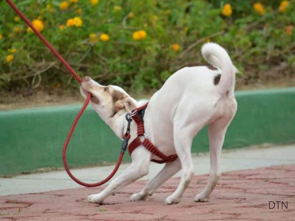 Leash Frustration