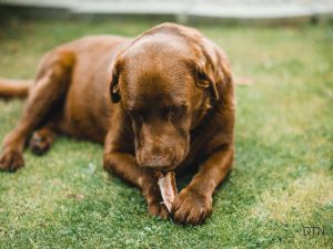 Pancreatitis-Prone Breeds Your Complete Feeding Guide