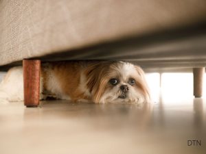 Reading Fear in Dogs Your Guide to Recognition and Response