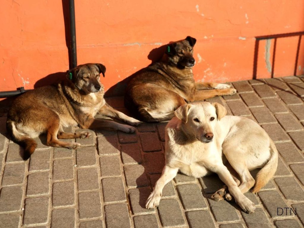 Teaching Your Dog Patience From Anticipation to Calm Control