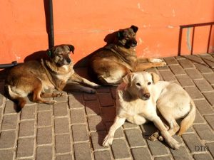 Teaching Your Dog Patience From Anticipation to Calm Control