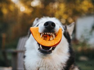 The Active Dog's Nutrition Blueprint Science-Based Feeding Strategies