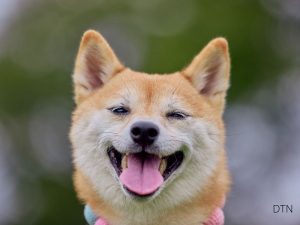 The Hidden Language of Your 'Stubborn' Dog