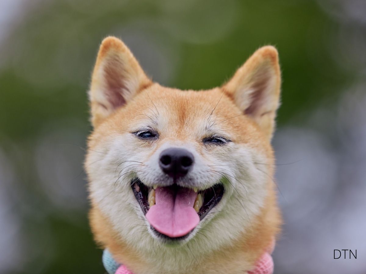 The Hidden Language of Your 'Stubborn' Dog
