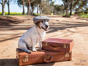 Travel Anxiety When Your Dog Won't Eat or Sleep Away from Home
