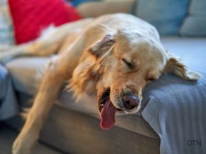 Why Your Dog "Forgets" Commands in New Places (And How to Fix It)