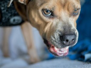 When Your Dog Growls Understanding the Language of Boundaries