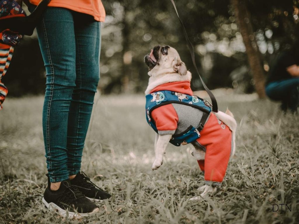 Why 'No' Doesn't Work The Science of Clear Communication with Your Dog