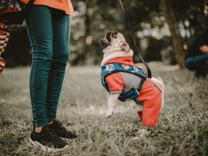 Why 'No' Doesn't Work The Science of Clear Communication with Your Dog