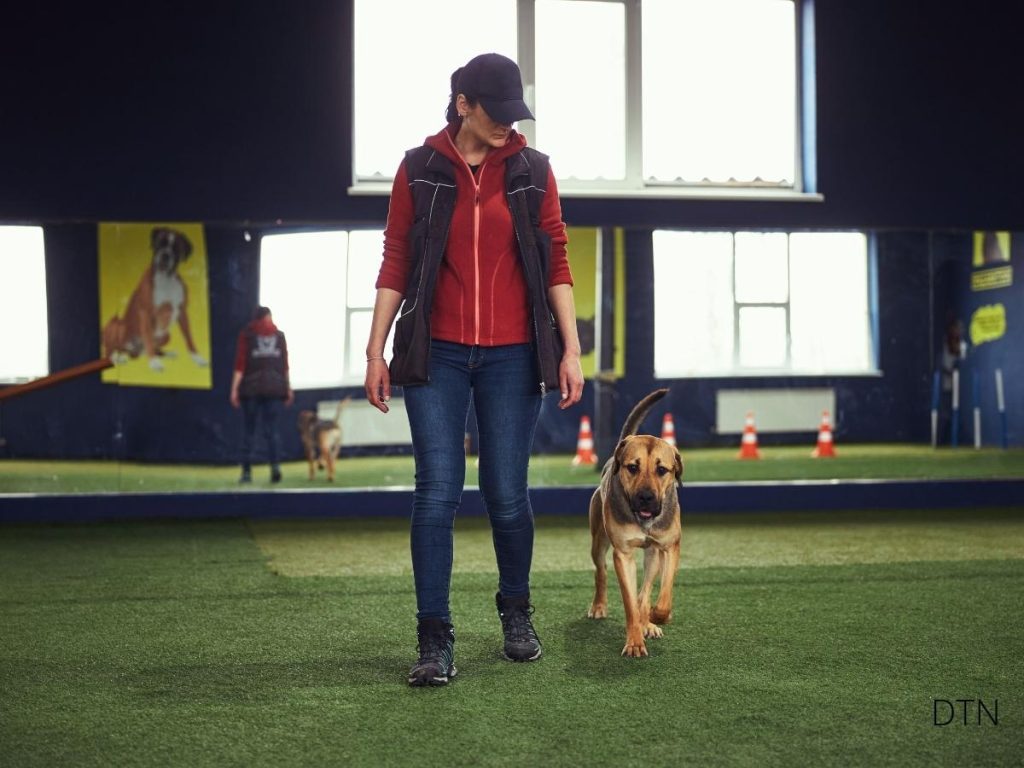 Why Your Dog's Perfect Heel Falls Apart in Crowds