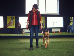 Why Your Dog's Perfect Heel Falls Apart in Crowds
