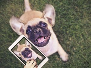 Why Your Phone Is Making Your Dog Misbehave