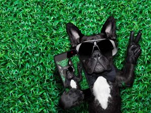 Why Your Well-Trained Puppy Suddenly Won't Listen - Understanding Canine Adolescence