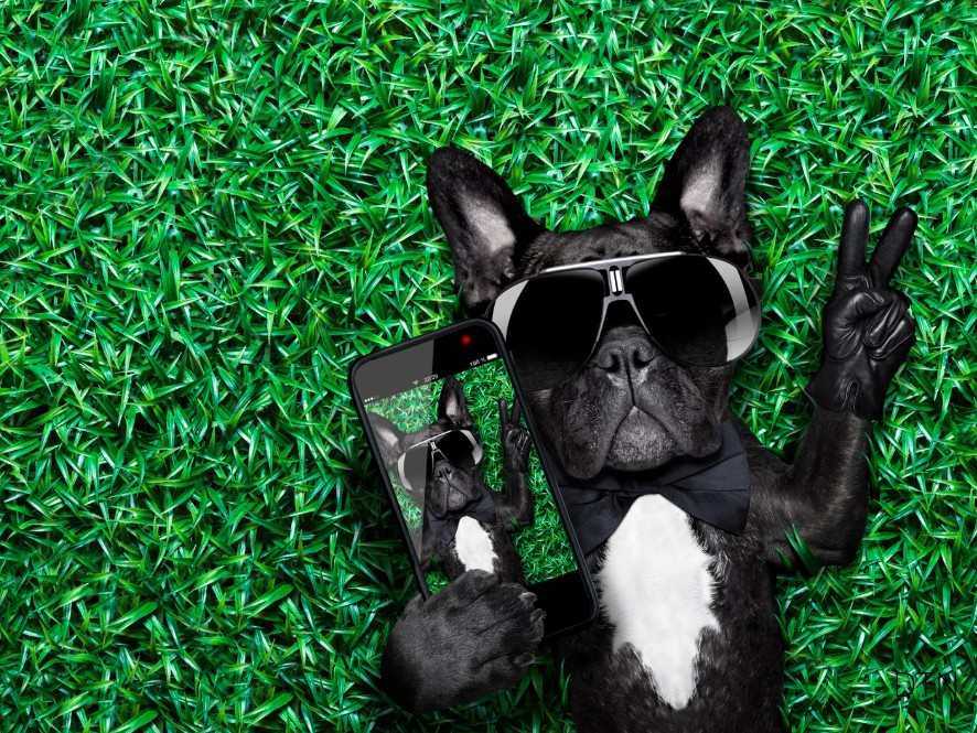 Why Your Well-Trained Puppy Suddenly Won't Listen - Understanding Canine Adolescence