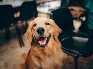 Your Dog Feels Your Stress Breaking the Emotional Mirror