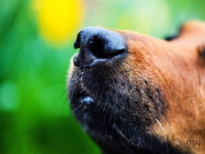 Your Dog's Nose When Their Superpower Becomes Overwhelming