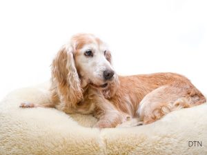 Your Dog's Silent SOS Reading Behavioral Changes Before Illness Strikes